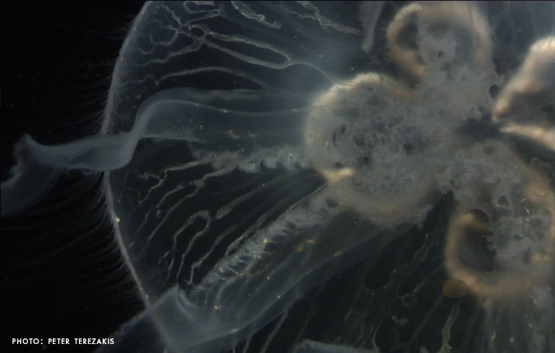 Aurelia Labiata